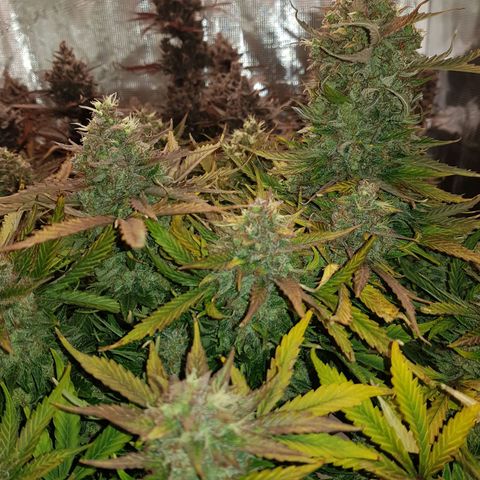 Unknown strain growlog timeline photo