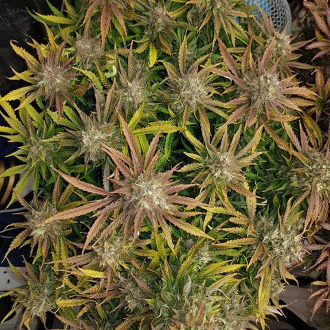 Unknown strain growlog timeline photo