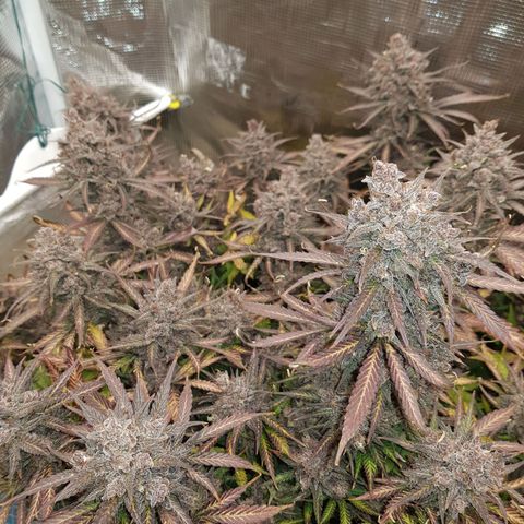 Unknown strain growlog timeline photo