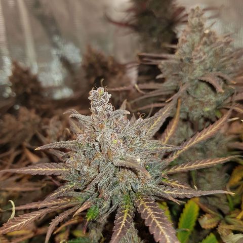 Unknown strain growlog timeline photo