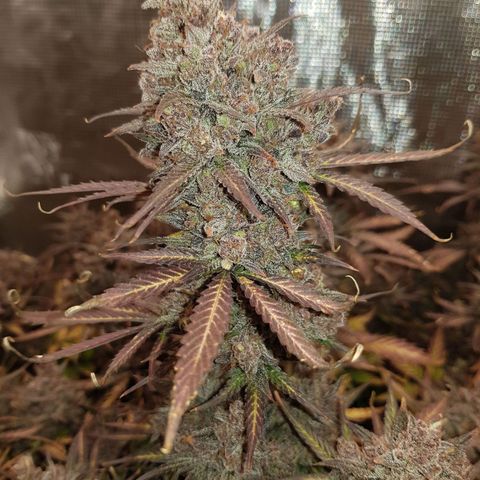 Unknown strain growlog timeline photo