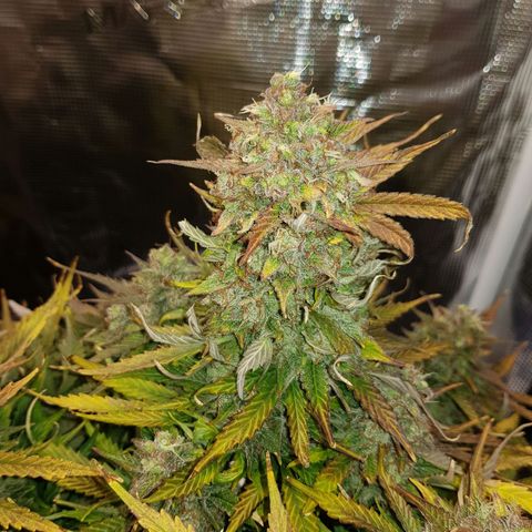 Unknown strain growlog timeline photo