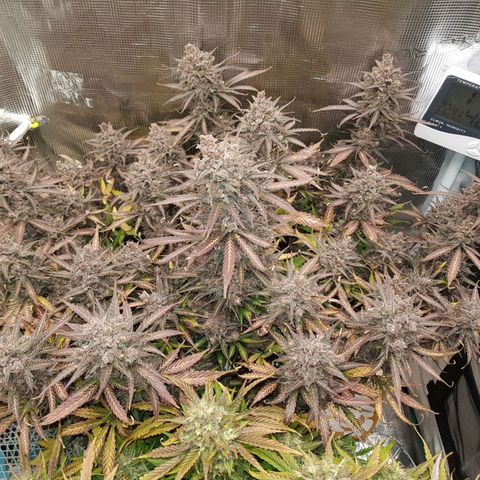 Unknown strain growlog timeline photo