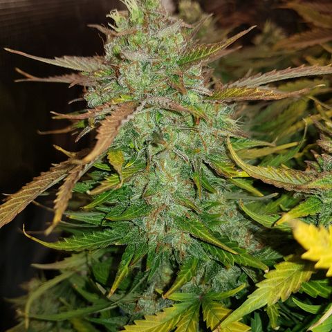 Unknown strain growlog timeline photo