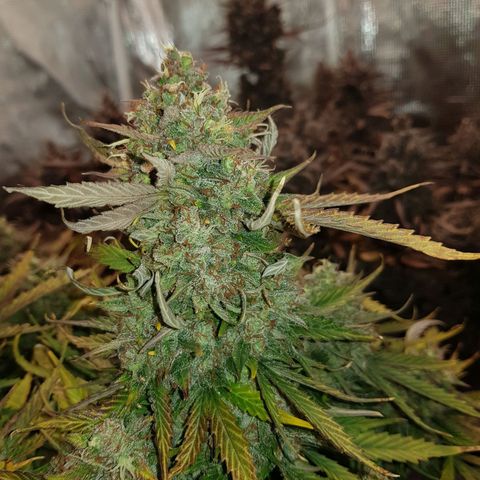 Unknown strain growlog timeline photo