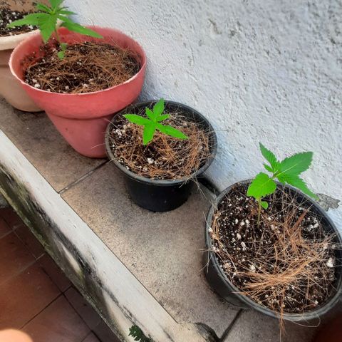 Genética desconhecida growlog photo: Transplante da muda