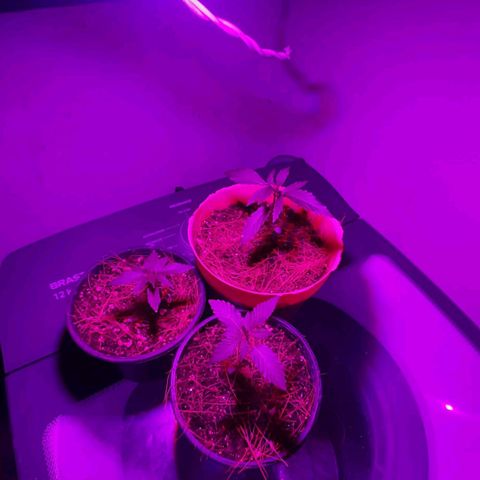 Genética desconhecida growlog timeline photo