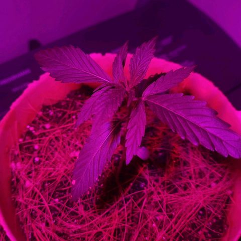 Genética desconhecida growlog timeline photo