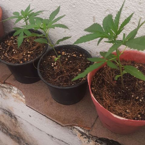 Genética desconhecida growlog timeline photo