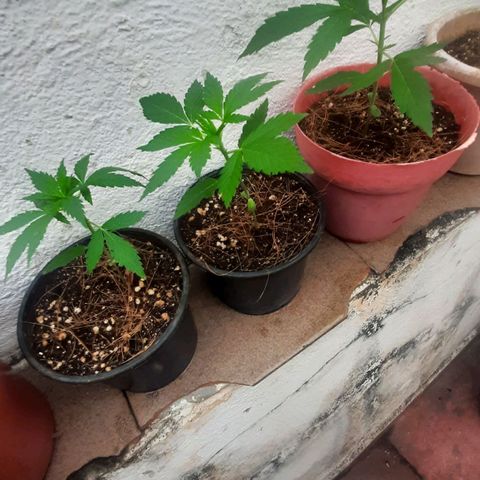 Genética desconhecida growlog timeline photo