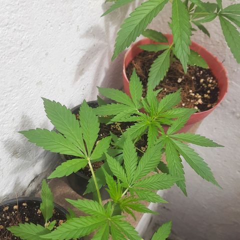 Genética desconhecida growlog photo: Plantas começaram a apresentar pontinhos amarelo nas pontas, provavelmente por falta de nutrientes.
Rega com nutrientes todo domingo NPK 18-05-08 10ml/1l.
A partir de hoje, devido ao sinal de desnutrição, rega de 3 em 3 dias, intercalando uma sim e uma nao com nutrientes.
Regado hoje com nutrientes, próxima rega terça feira sem nutrientes, depois sexta com, segunda sem, quinta com.... etca