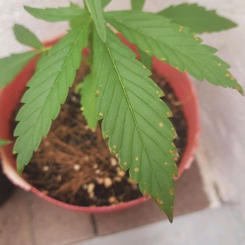 Genética desconhecida growlog photo: Plantas começaram a apresentar pontinhos amarelo nas pontas, provavelmente por falta de nutrientes.
Rega com nutrientes todo domingo NPK 18-05-08 10ml/1l.
A partir de hoje, devido ao sinal de desnutrição, rega de 3 em 3 dias, intercalando uma sim e uma nao com nutrientes.
Regado hoje com nutrientes, próxima rega terça feira sem nutrientes, depois sexta com, segunda sem, quinta com.... etca