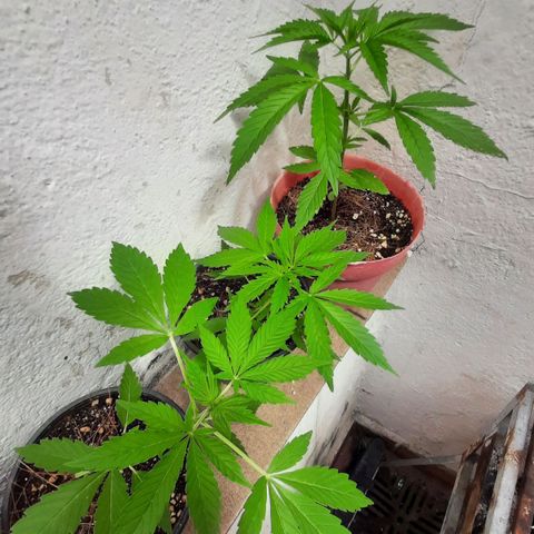 Genética desconhecida growlog photo: Plantas começaram a apresentar pontinhos amarelo nas pontas, provavelmente por falta de nutrientes.
Rega com nutrientes todo domingo NPK 18-05-08 10ml/1l.
A partir de hoje, devido ao sinal de desnutrição, rega de 3 em 3 dias, intercalando uma sim e uma nao com nutrientes.
Regado hoje com nutrientes, próxima rega terça feira sem nutrientes, depois sexta com, segunda sem, quinta com.... etca
