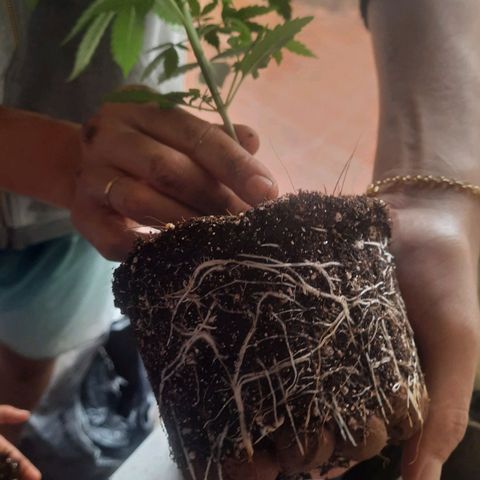 Genética desconhecida growlog timeline photo