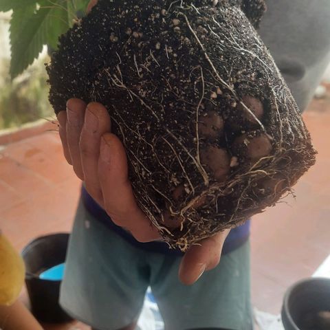 Genética desconhecida growlog timeline photo