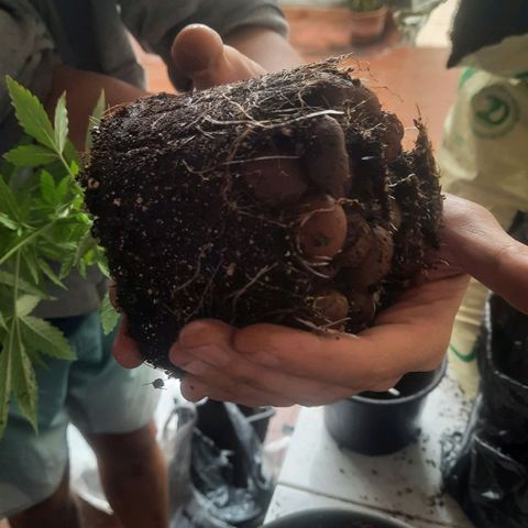 Genética desconhecida growlog timeline photo