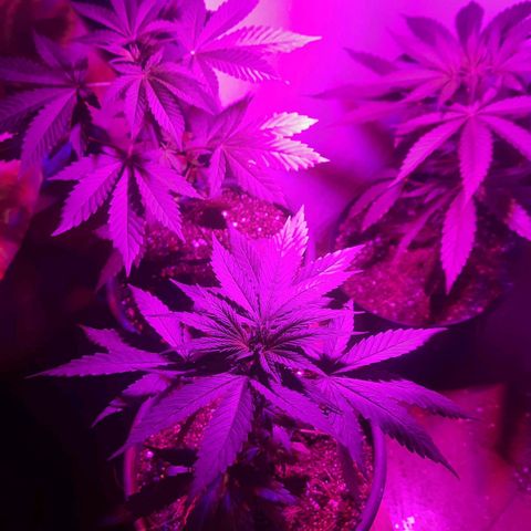 Genética desconhecida growlog timeline photo