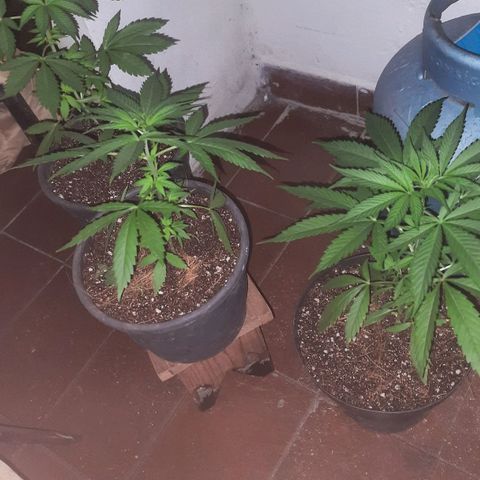 Genética desconhecida growlog timeline photo