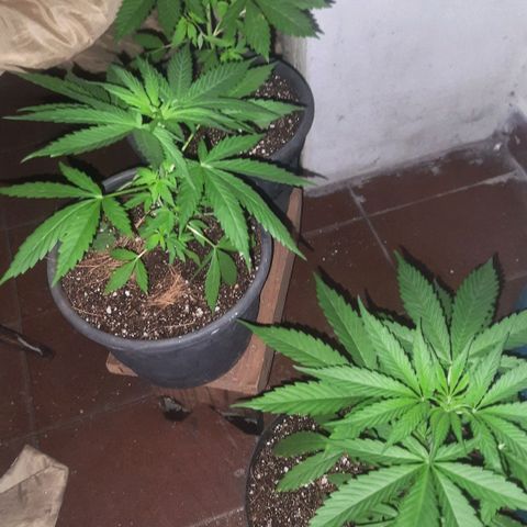 Genética desconhecida growlog timeline photo