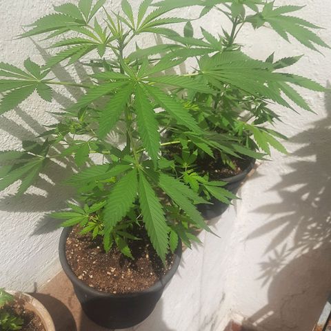 Genética desconhecida growlog timeline photo
