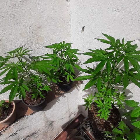 Genética desconhecida growlog timeline photo