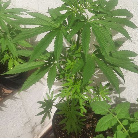 Genética desconhecida growlog timeline photo