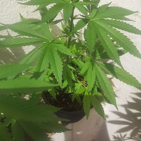 Genética desconhecida growlog timeline photo