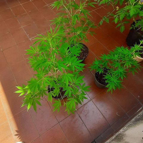 Genética desconhecida growlog photo: Poda realizada ontem pra melhorar a floração. 