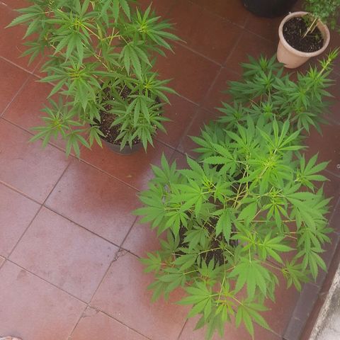Genética desconhecida growlog photo: Poda realizada ontem pra melhorar a floração. 