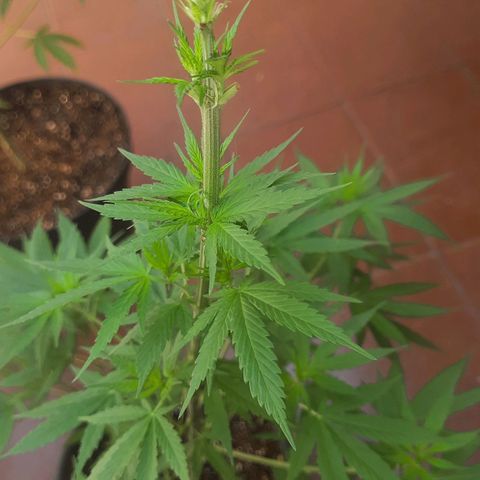 Genética desconhecida growlog photo: Poda realizada ontem pra melhorar a floração. 