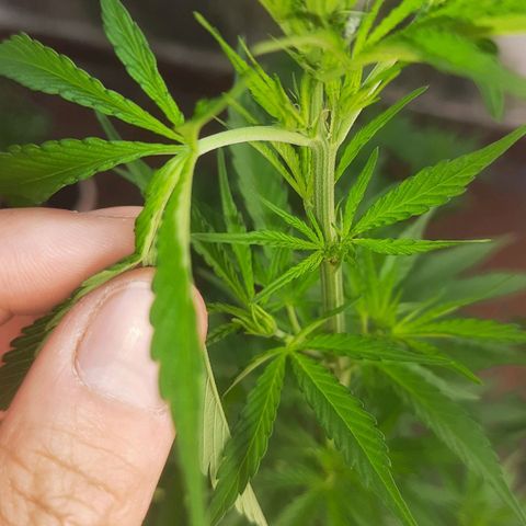 Genética desconhecida growlog photo: Poda realizada ontem pra melhorar a floração. 