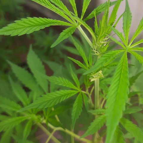 Genética desconhecida growlog photo: Poda realizada ontem pra melhorar a floração. 