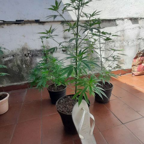 Genética desconhecida growlog photo: Poda realizada ontem pra melhorar a floração. 