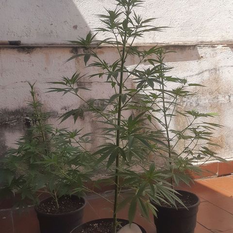 Genética desconhecida growlog photo: Poda realizada ontem pra melhorar a floração. 