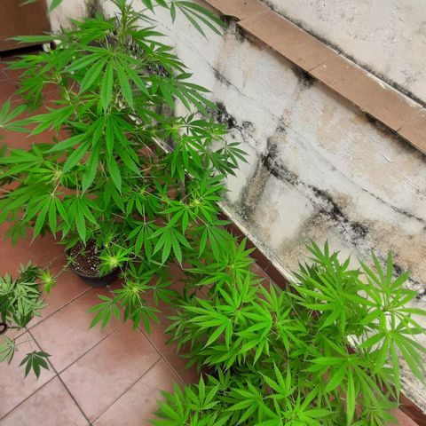 Genética desconhecida growlog timeline photo