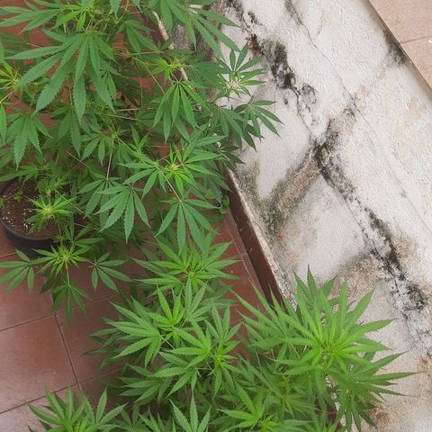 Genética desconhecida growlog timeline photo