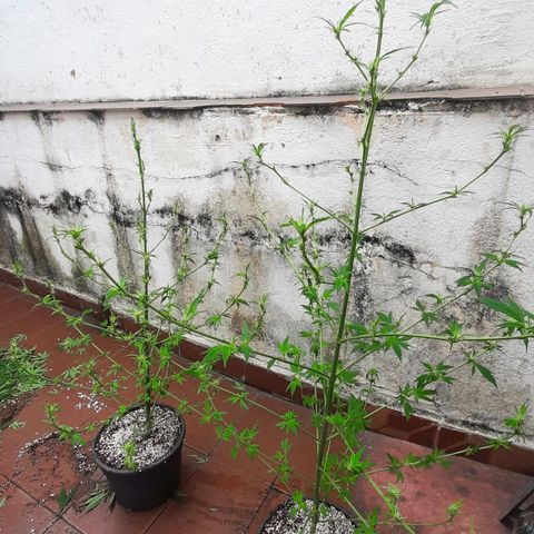 Genética desconhecida growlog timeline photo