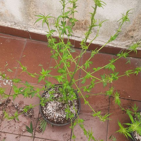 Genética desconhecida growlog timeline photo