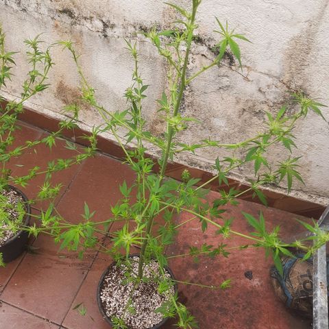 Genética desconhecida growlog timeline photo