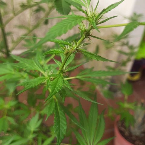 Genética desconhecida growlog timeline photo