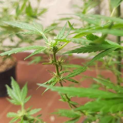 Genética desconhecida growlog timeline photo
