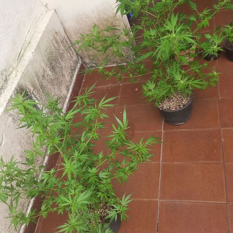 Genética desconhecida growlog timeline photo