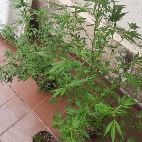 Genética desconhecida growlog timeline photo