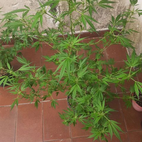 Genética desconhecida growlog timeline photo