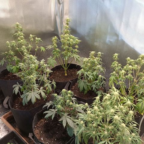 White Widow Automatic growlog timeline photo