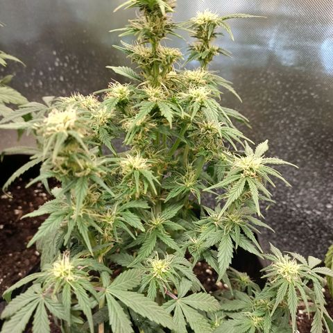 White Widow Automatic growlog timeline photo