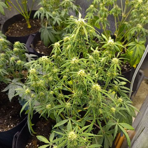 White Widow Automatic growlog timeline photo