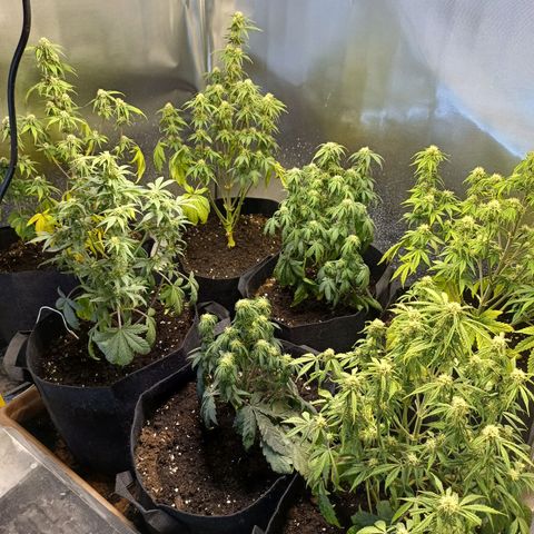 White Widow Automatic growlog photo: Some yellowing on the two most left plants  and some leave droop because of water stress. Didn't get around to watering earlier.
Some nice bud development. First sticky leaves