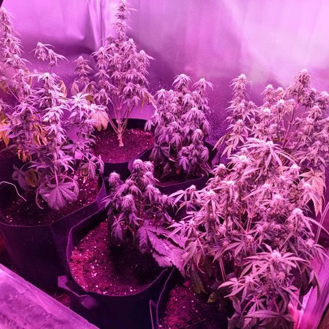 White Widow Automatic growlog photo: Some yellowing on the two most left plants  and some leave droop because of water stress. Didn't get around to watering earlier.
Some nice bud development. First sticky leaves