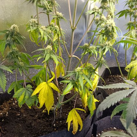 White Widow Automatic growlog photo: Some yellowing on the two most left plants  and some leave droop because of water stress. Didn't get around to watering earlier.
Some nice bud development. First sticky leaves